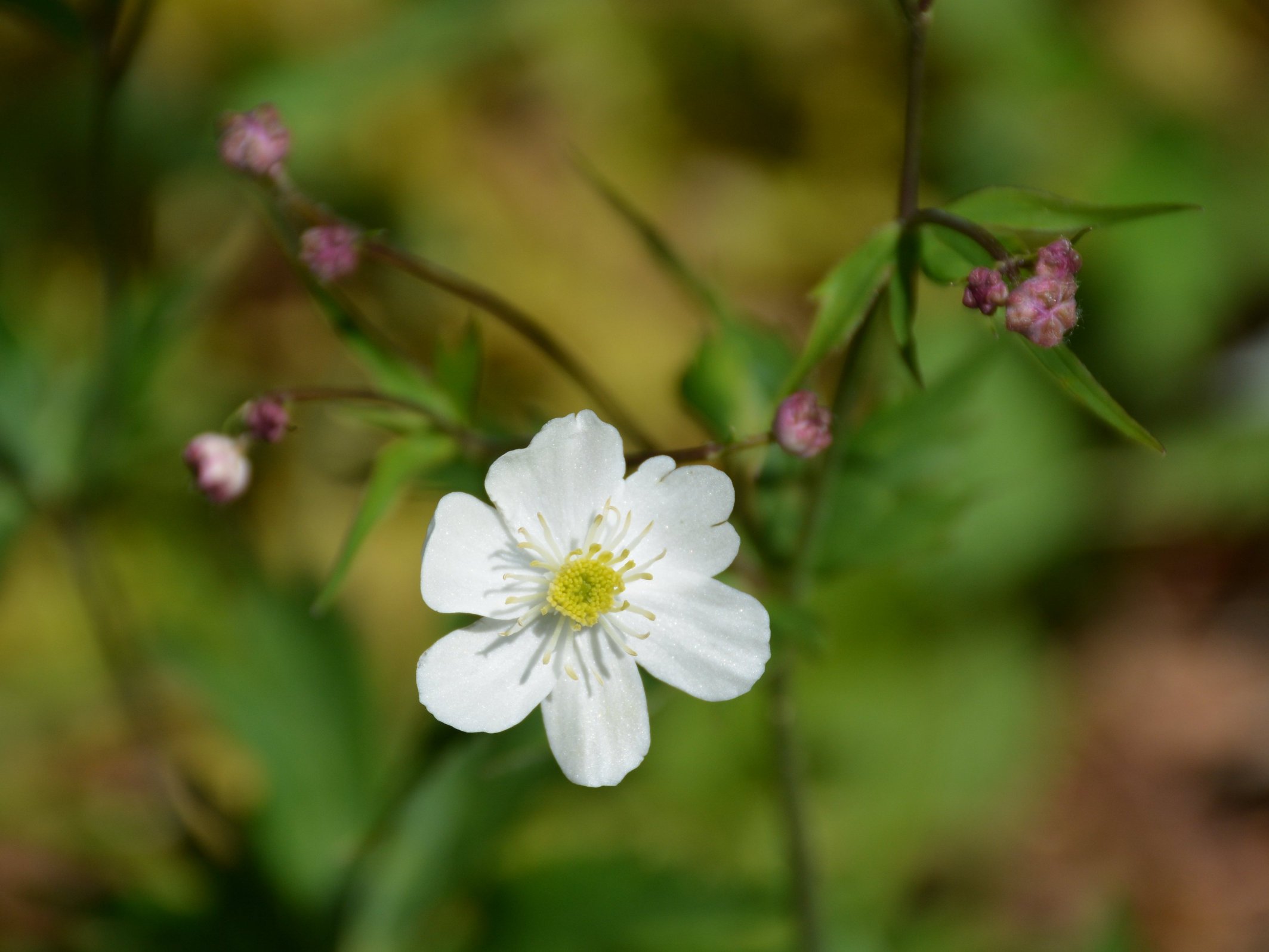 Ranunculus platanifolius